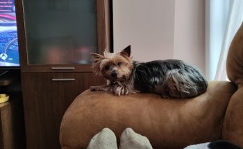 Clínica Veterinaria Corvera