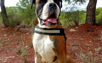 Clínica Veterinaria Corvera