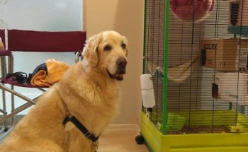 Centro Veterinario Cuarte