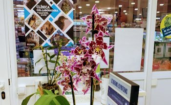 Clínica veterinaria Nexo Cubelles