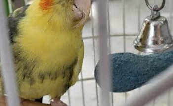 Clínica veterinaria Rafael Uría