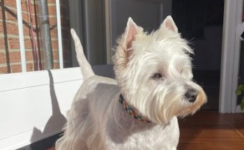 Clínica Veterinaria Daganzo