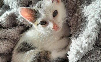 Clínica Veterinaria HERREROS