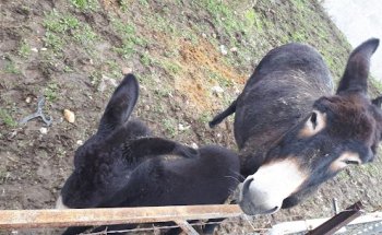 clinica veterinaria el casar