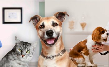 Centro Veterinario del Real Sitio