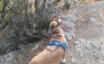 Centro Veterinario Rosario