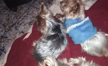 Centro Veterinario Perretes