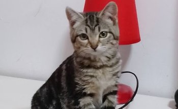 Clínica Veterinaria Carlos III