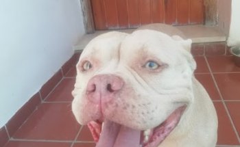 Clínica Veterinaria Rocío Rivero Osuna