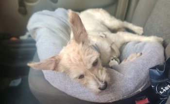 Clínica Veterinaria la Paz