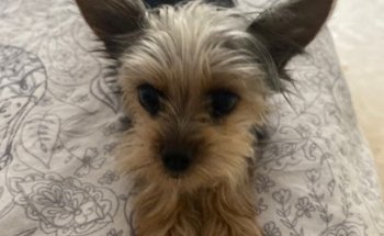 Clínica Veterinaria La Paz