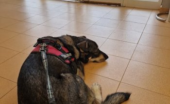 Hospital Clínico Veterinario Universidad de Córdoba