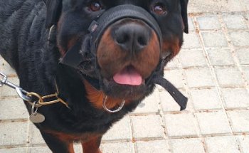 Centro Veterinario Kenia