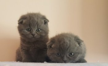 Centro Veterinario Ego-Gain