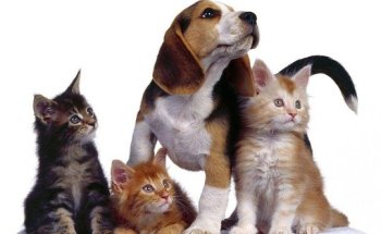 Clínica Veterinaria Espartinas