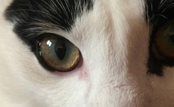 Clinica Veterinaria Basarrate