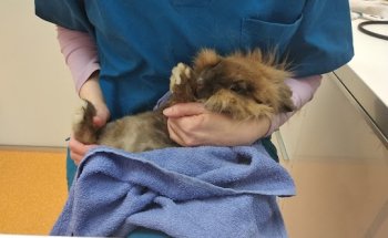 ETXEPET Clínica Veterinaria