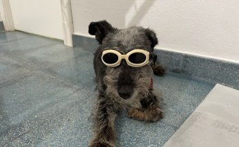 Clínica veterinaria José Angosto