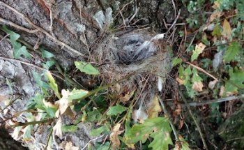 Centro Veterinario Esquio