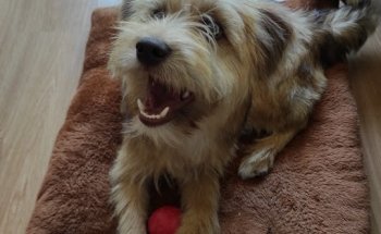 Centro Veterinario Fuensalida