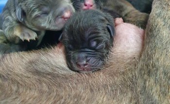 Centro Veterinario Catdog Gines