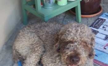 Clínica Veterinaria Fernando Palomo