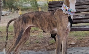 CLÍNICA VETERINARIA ANTONIO LEAL