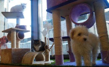 Centro Veterinario Imevet