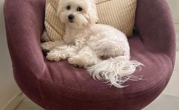 clinica veterinaria equus