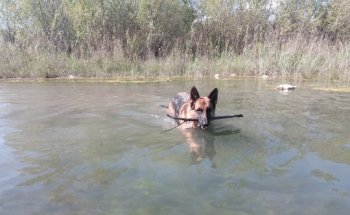 Clinica Veterinaria Graus