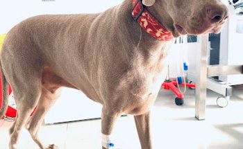 Servei Veterinari La Garriga