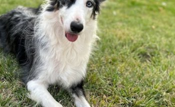 Clínica Veterinaria Tres Olivos