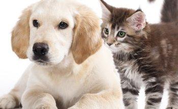 Veterinary Clinic Integrated Medicine