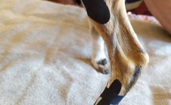 Reanimalia. Rehabilitación & Ortopedia Veterinaria