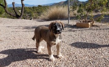 Centro Veterinario Sierra Nevada
