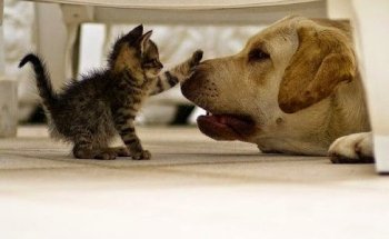 Centro Veterinario Guillena