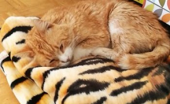 Clínica Veterinaria La Fustera Fanadix