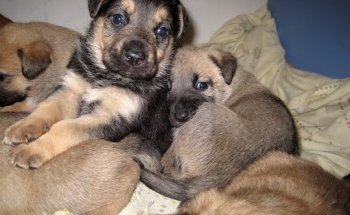 Sanidad Veterinaria SL (Hospital Veterinario San Martin de la Vega)
