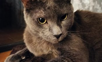 Clínica Veterinaria Humanes