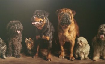 Centro Clínico Veterinario de Jaca