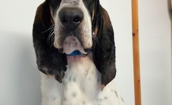 Centro Veterinario Huellas