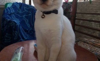 Clínica Veterinaria Desintor