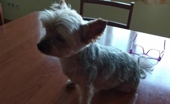 V3 Veterinaris Tàrrega