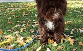 Clínica Veterinaria Neurología