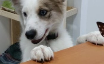 Clínica Veterinaria Kanes