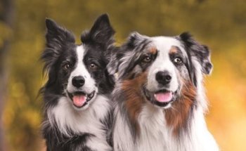 Clínica Veterinaria Nutrifarma