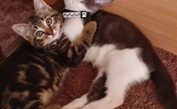 Centro Veterinario Zeneta - Peluquería Canina y Felina