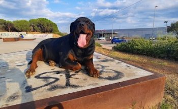 Serveis Veterinaris - L'Escala