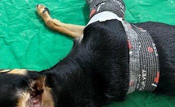 Clínica Veterinara La Algaba