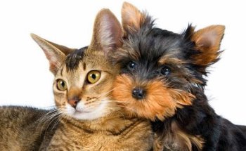 Clinica Veterinaria Savega